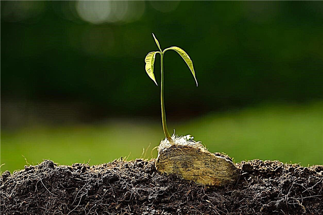 Plantando um poço de manga - Aprenda sobre o surgimento de sementes de manga