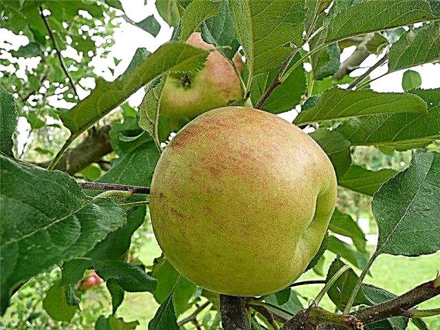 Kopšanas topāzs Apple: Kā mājās audzēt Topāza ābolus