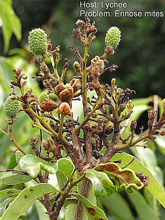 Skadedjur av litchi träd: lära sig om vanliga buggar som äter litchi