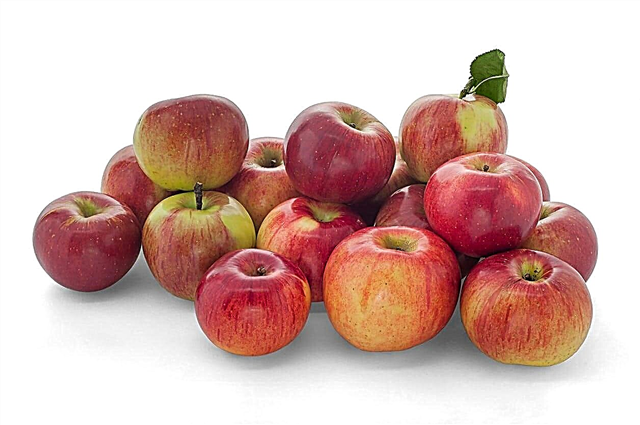 Idared Apple Info - Naučite se, kako gojiti žareče jablane doma