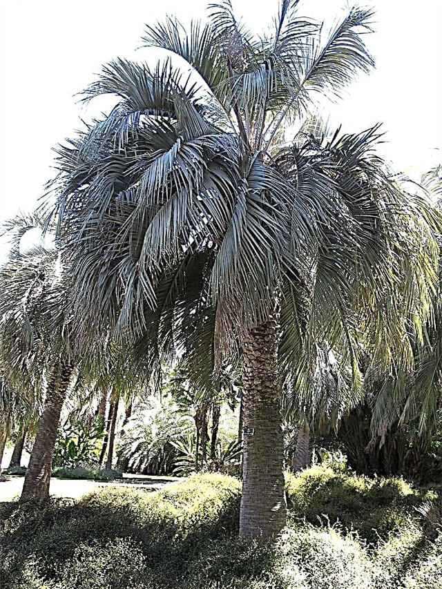 Pindo Palm Düngerbedarf - Erfahren Sie, wie Sie eine Pindo-Palme füttern