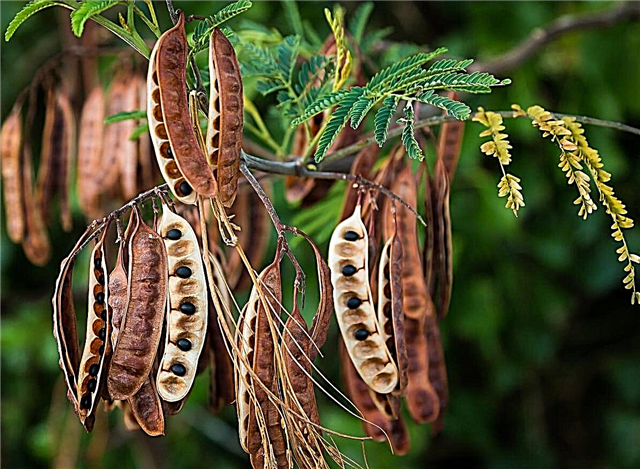 Hvordan plante Acacia frø - tips for såing av Acacia frø