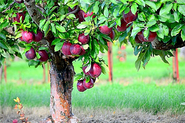 Jonamac Apple Nedir: Jonamac Apple Variety Bilgi