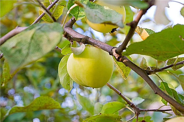 Maklumat Earligold - Apa Itu Pokok Apple Apple