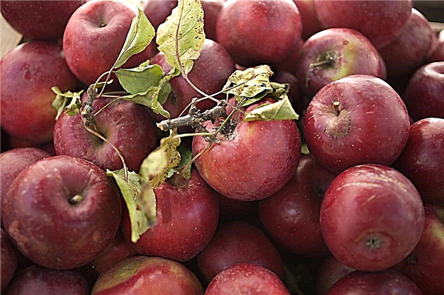 Informācija par Romas skaistumkopšanas ābolu - Romas skaistumkopšanas ābolu audzēšana ainavā