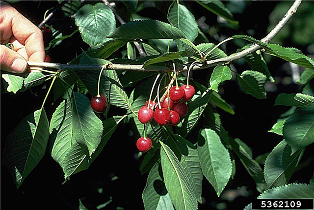 Información de Little Cherry Disease - ¿Qué causa la enfermedad de Little Cherry?