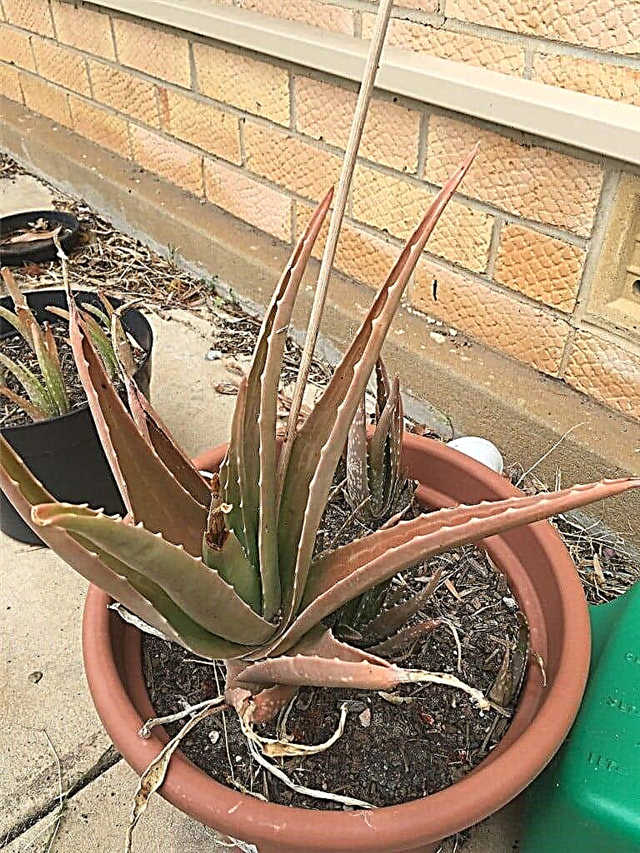Plantas Brown Aloe Vera: Dicas sobre o tratamento de Wilting Aloe Veras