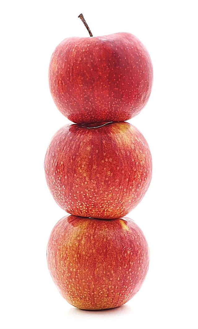 ما هو التفاح الحلو الثلج - تعلم كيفية زراعة التفاح الحلو الثلج