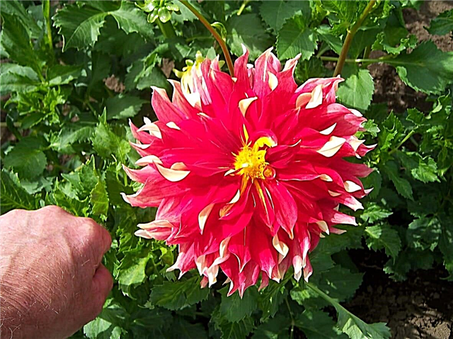 Assiette Dahlia Fleurs: Cultiver des plantes Dahlia Assiette dans le jardin