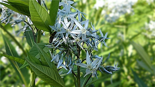 زرع بذور النجمة الزرقاء - متى وكيف تزرع بذور الأمسونيا