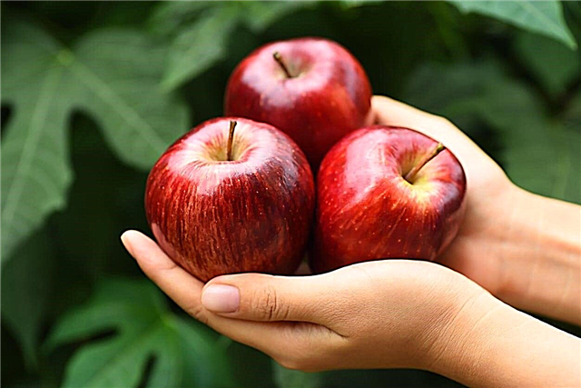 Crimson Crisp Apple Care: نصائح حول زراعة التفاح القرمزي المقرمش