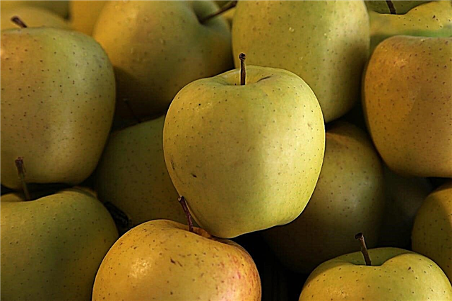 Goldrush Apple Care: نصائح لزراعة التفاح Goldrush