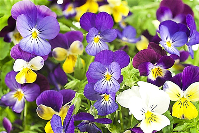 Geen bloemen op viooltjesplanten: Help, mijn viooltjes bloeien niet