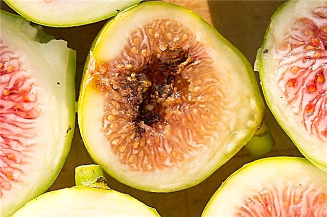 Podatki o kisanju fige: Naučite se, kaj povzroča kisanje fige in kako zdraviti