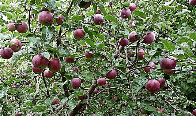 Cuidado das maçãs espartanas - Como cultivar uma macieira espartana