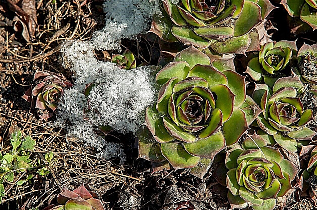 Cold Hardy Succulents: Dicas para o cultivo de suculentas fora no inverno