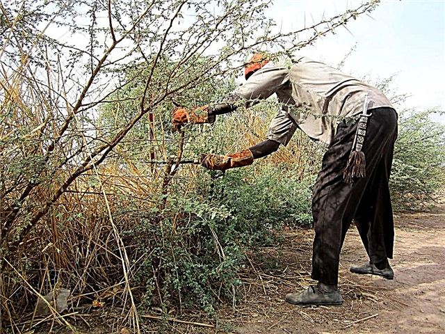 Cum să pruneți Acacia - Sfaturi pentru tunderea unui arbore de salcâm