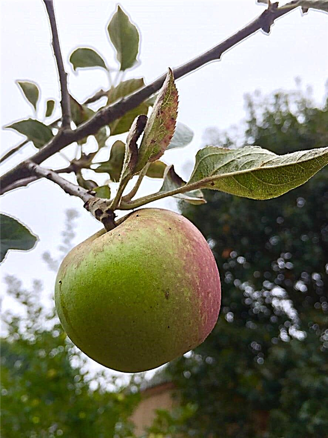 Gravenstein أشجار التفاح - كيف تنمو Gravensteins في المنزل