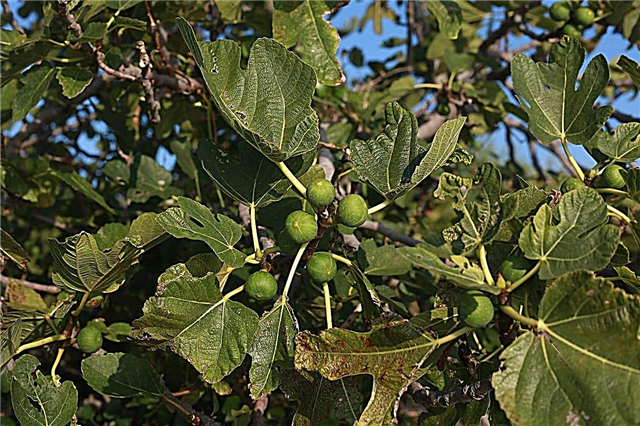 Qu'est-ce que l'anthracnose des figues: traiter les figues atteintes de la maladie de l'anthracnose