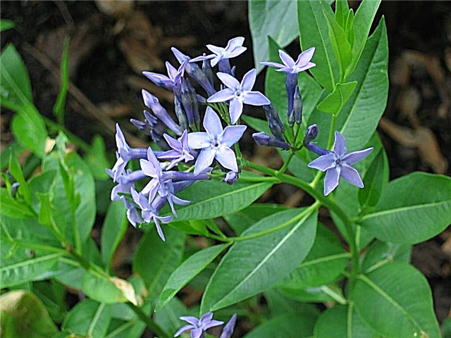 Amsonia Care cultivé en conteneur - Conseils pour garder une étoile bleue dans un pot