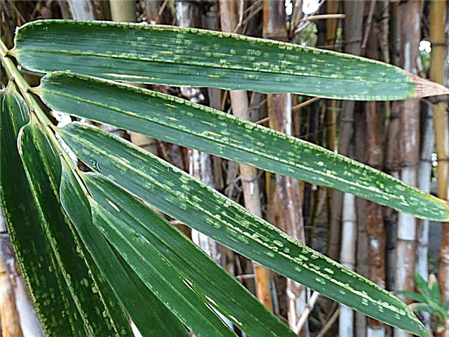 Podatki o bambusovem pršici - naučite se, kako ubiti bambusove pajkove pršice
