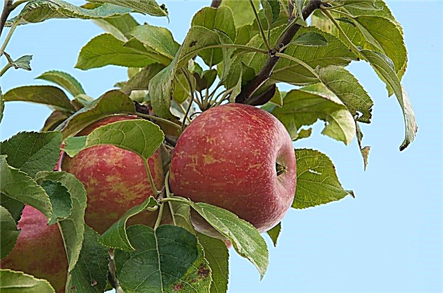 עצי תפוח של זסטאר: למדו על גידול תפוחי זסטאר