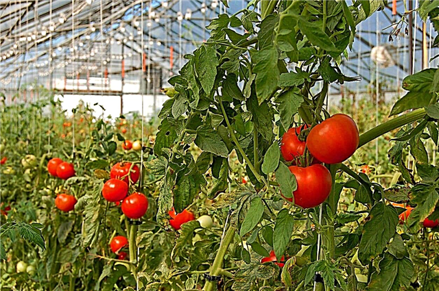 Penjagaan Tumbuhan Tomato Rumah Hijau: Petua Menanam Tomat Di Rumah Hijau