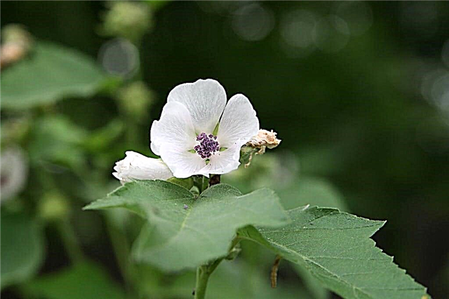 Marshmallow Plant Info: Eine Marshmallow-Pflanze anbauen
