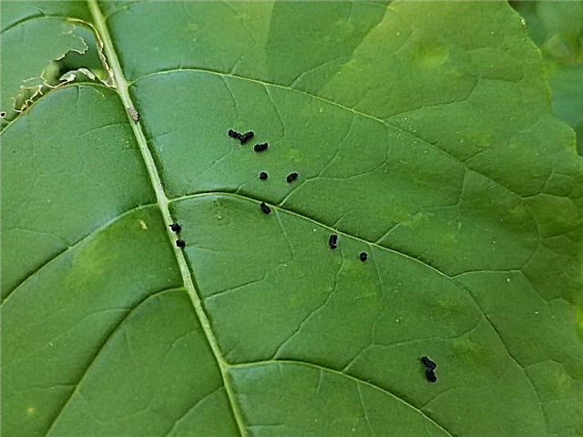 Qu'est-ce que les excréments: en savoir plus sur l'identification des excréments d'insectes dans les jardins