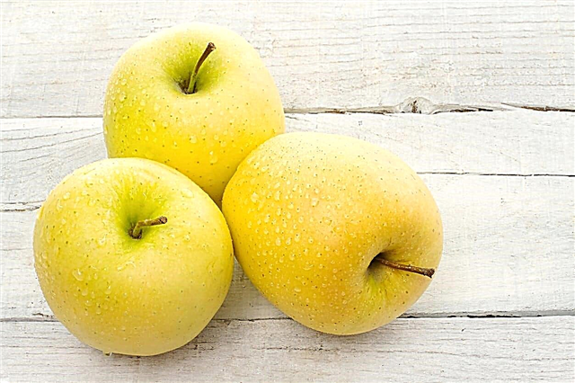 العناية بالتفاح الذهبي اللذيذ - تعلم كيف تنمو شجرة التفاح الذهبية اللذيذة