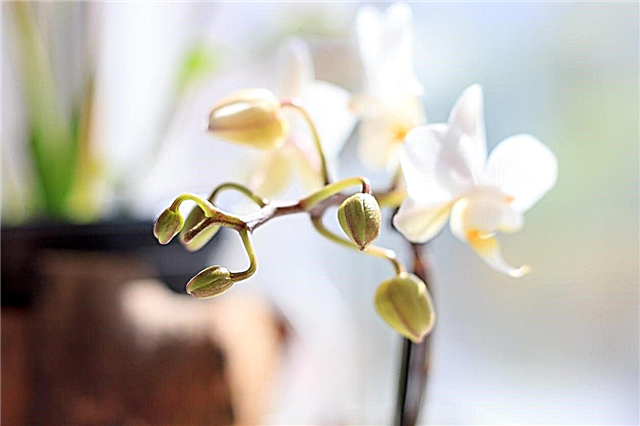 Caduta dei boccioli di orchidee: come prevenire l'esplosione dei germogli nelle orchidee
