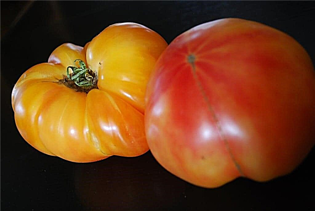Informação do tomate do abacaxi - como crescer tomates havaianos do abacaxi