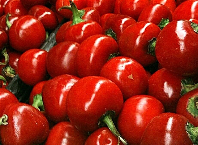 Datos de Cherry Pepper - Aprenda a cultivar pimientos cherry