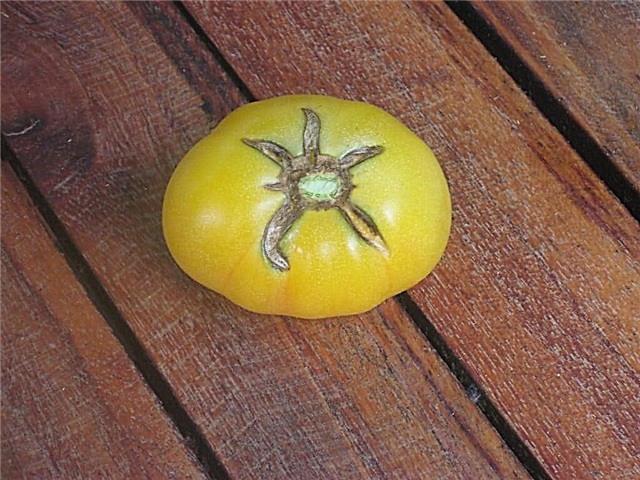 Garden Peach Tomato Care - Hvordan dyrke en hage fersken tomatplante