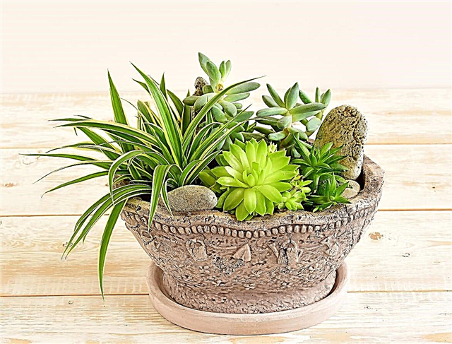 Vasos de plantas suculentas: como cuidar de plantas suculentas em recipientes