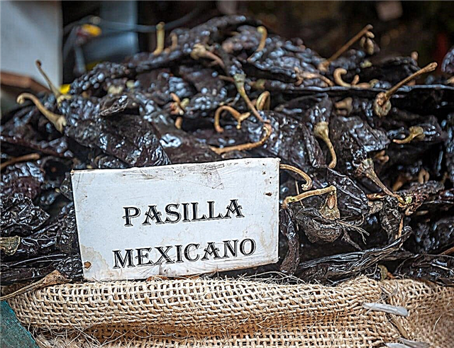 ما هو الفلفل Pasilla - تعرف على زراعة الفلفل Pasilla