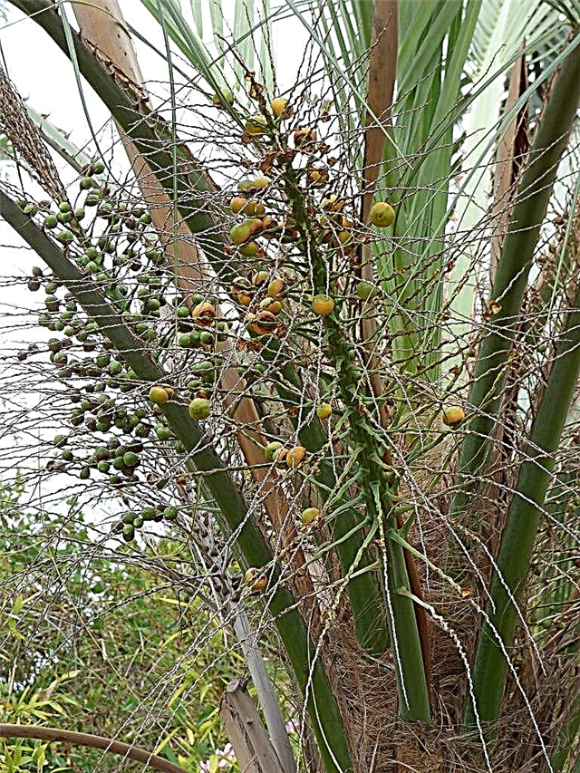 Pindo palmi paljundamine: lugege lähemalt Pindo palmide paljundamise kohta