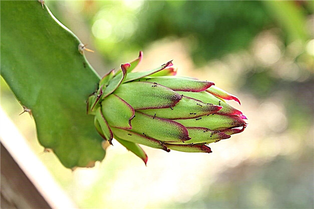Συνηθισμένα προβλήματα Pitaya: Παράσιτα και ασθένειες φρούτων δράκων
