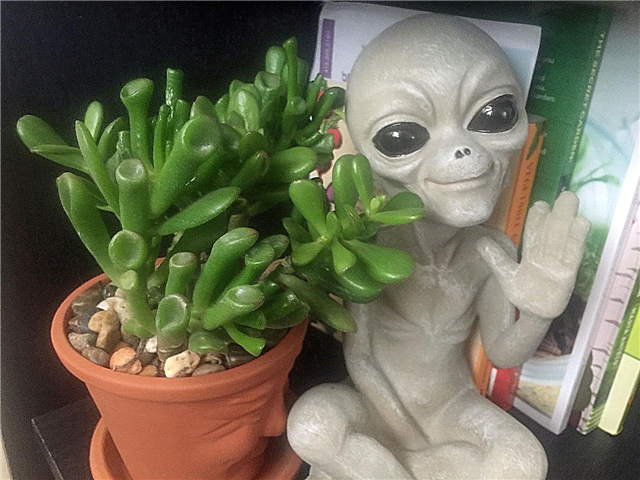 Care Of ET's Finger Jade - Tips for Growing ET's Finger Crassula
