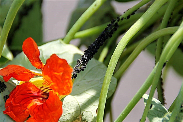 Nasturtiums jako ochrana proti škůdcům - pěstování Nasturtiums pro ochranu proti škůdcům