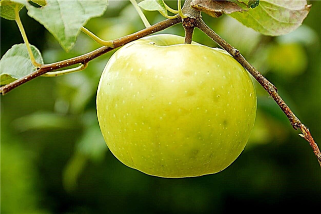 Lodi Apple Care - Wie man Lodi Apfelbäume züchtet