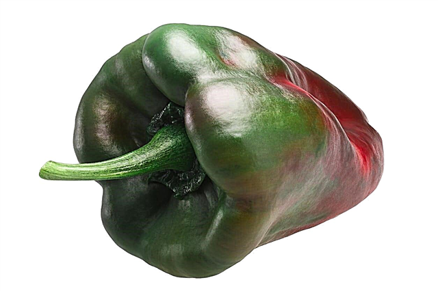 ما هي Dolmalik Peppers: Dolmalik Pepper يستخدم والعناية