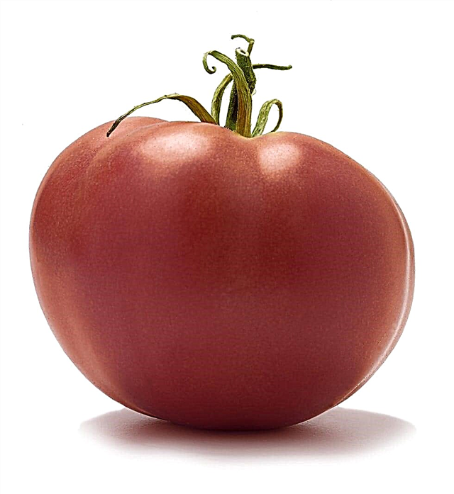 Cultivo de tomates rosados ​​del Caspio: ¿Qué es un tomate rosado del Caspio?