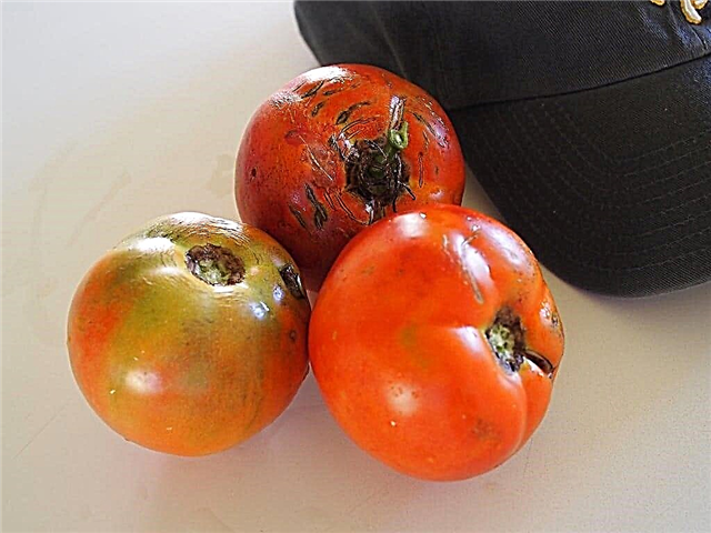 Better Boy Tomato Info - Cómo cultivar una planta Better Boy Tomato