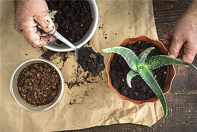 Aloe Transplanting Guide: Lär dig hur du kan repotera en Aloe Plant