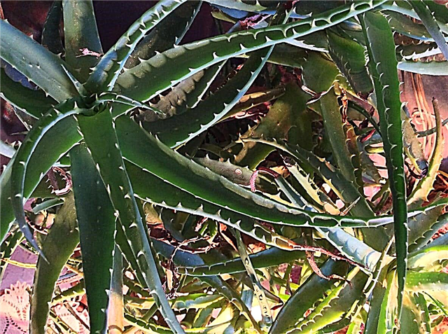 Hilfe, meine Aloe fällt um: Was verursacht eine schlaffe Aloe-Pflanze?