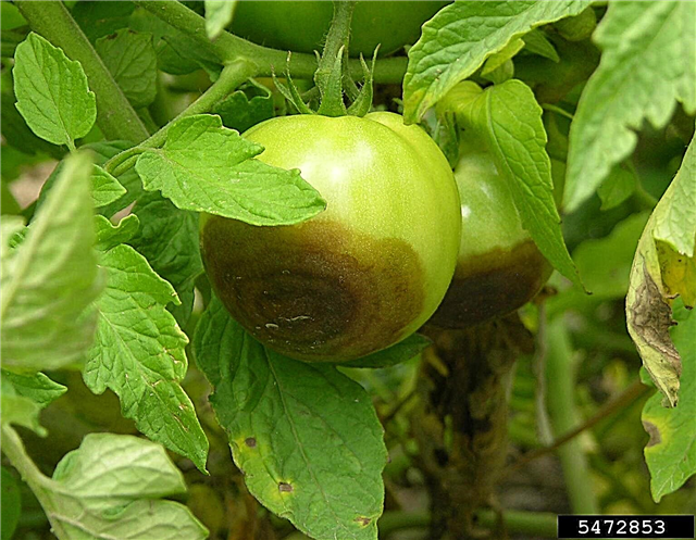 Buckeye Rot Of Tomatplanter: Slik behandler du tomater med Buckeye Rot