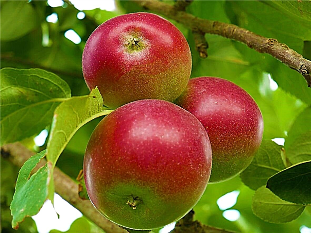 Информация за Belmac Apple: Как да отглеждаме ябълки Belmac