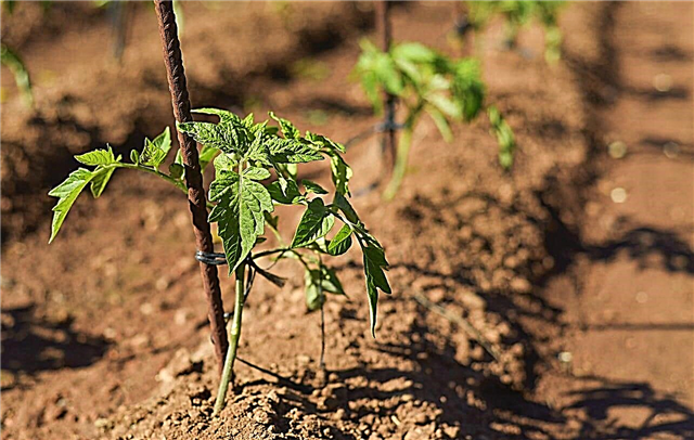 Tomates para climas áridos - Tipos de tomates resistentes a la sequía y al calor