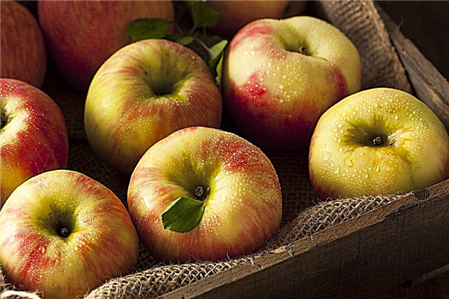 Honeycrisp Apple Care - Slik dyrker du et honningkrisen Apple Tree